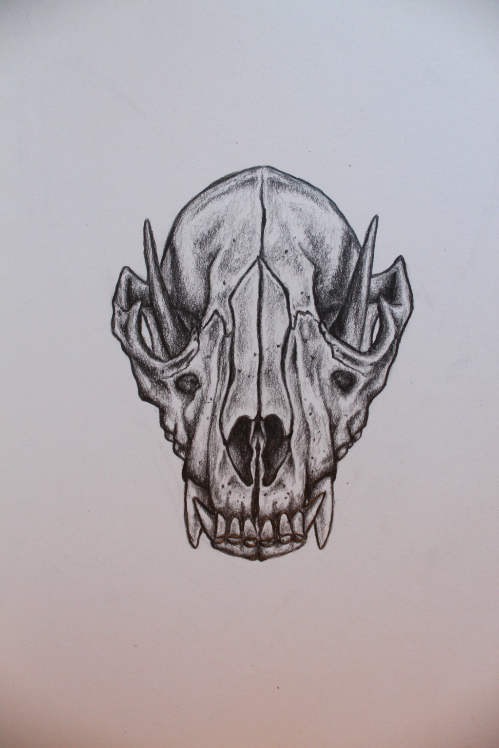 Fox skull